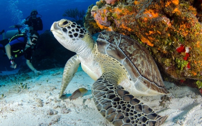 Illum architecto officiis unde quiac