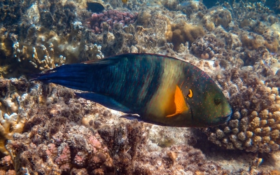 Delectus conse ctetur necessitatig